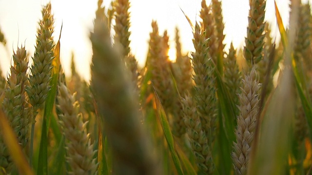 HD CRANE:日落时分的小麦穗视频素材