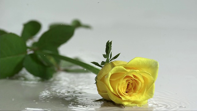 玫瑰落在白色的水面上视频素材