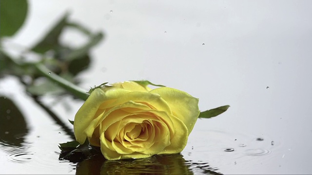 玫瑰落在黑色的水面上视频素材