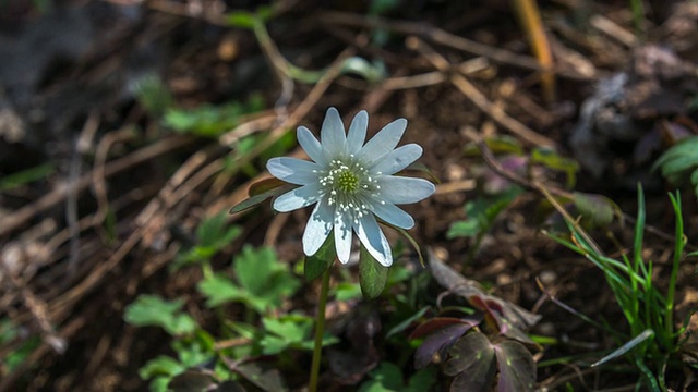 银莲花(春天的花)盛开的照片视频素材