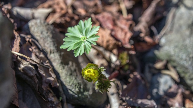 阿多尼斯·阿穆兰(Adonis Amurensis)盛开的春天的花视频素材