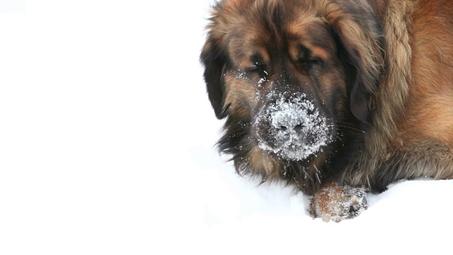 Leonberger吃雪视频下载