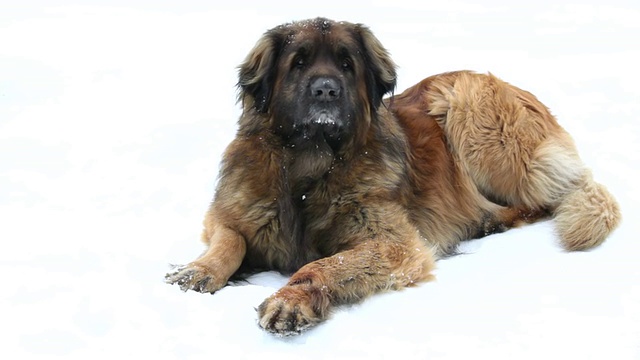 Leonberger在雪地上视频下载