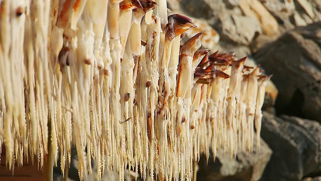 在韩国Gyeongsangbuk do的Ulleung岛(韩国火山岛)/ Ulleung村，一组鱿鱼正在被晒干视频素材