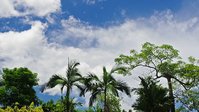 一个低角度的背景拍摄的树木和蓝天视频下载