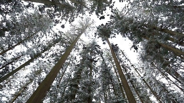 美丽的冬天森林视频素材