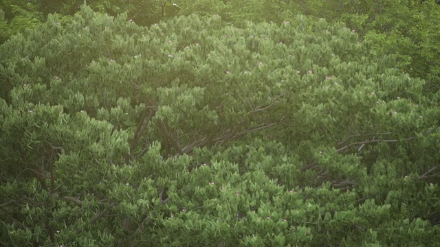 绿色的树木。视频素材