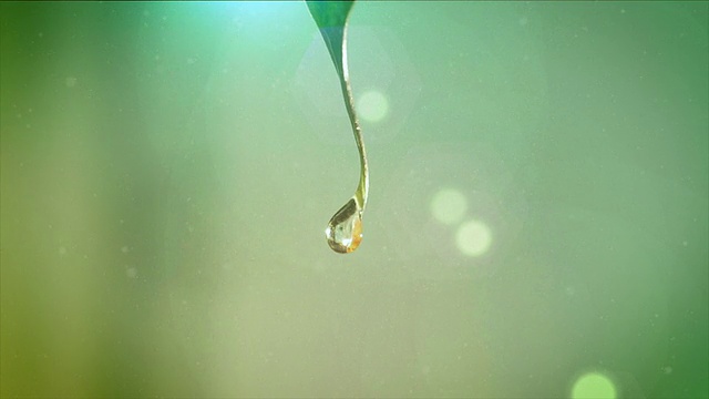 水滴从树叶上落下视频素材