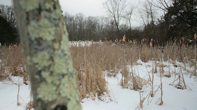 近距离观察地衣在一棵死树的前景，然后聚焦拉到下雪的冬季景观背景视频下载