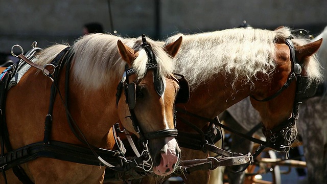 萨尔茨堡居民广场上的马车和马匹休息视频素材