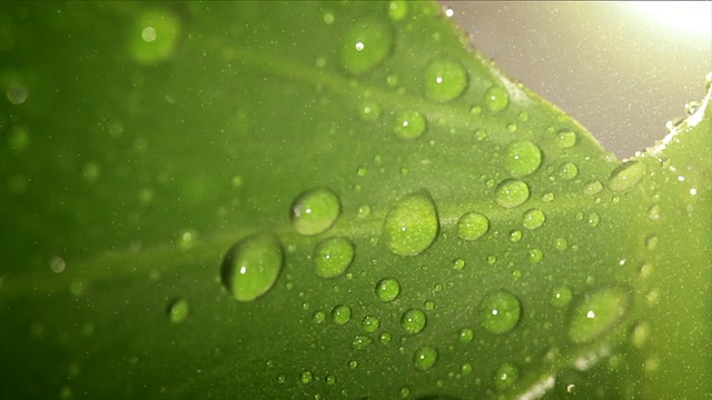 水滴从大叶子上滚落下来视频素材