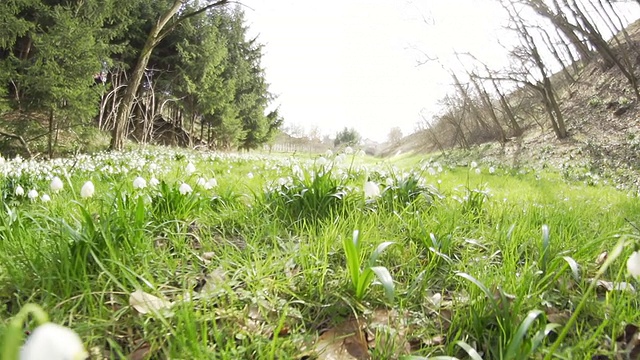 高清超级慢动作:穿越春天的雪花视频素材