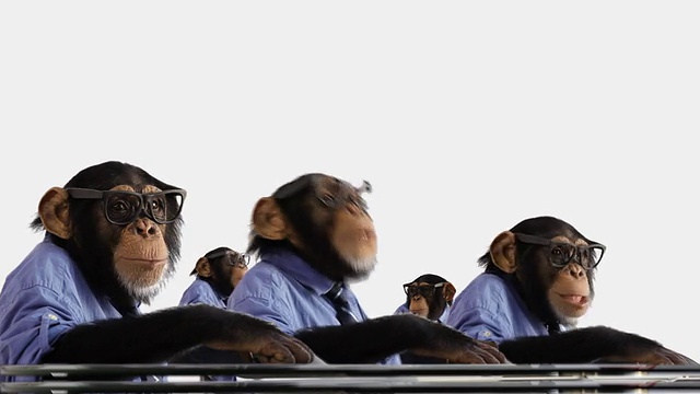 猴子的团队谈话视频素材