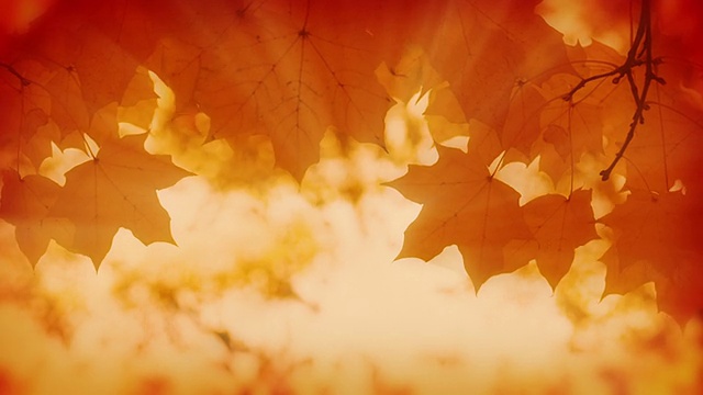秋天的背景。视频素材