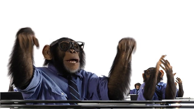 鼓掌猴子人群视频素材