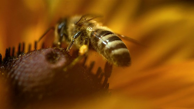 高清超慢镜头:一只蜜蜂采集花粉的微距镜头视频下载