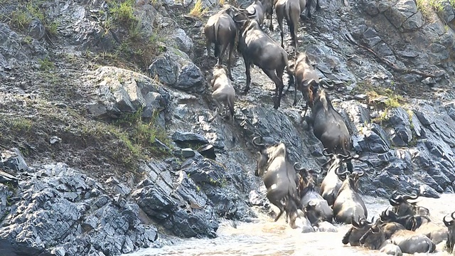 令人难以置信的生存之战——肯尼亚的角马大迁徙视频下载