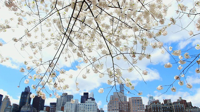 TU的相机在罗斯福岛东河边的人行道上拍摄到了一排樱花树和曼哈顿的摩天大楼。视频素材