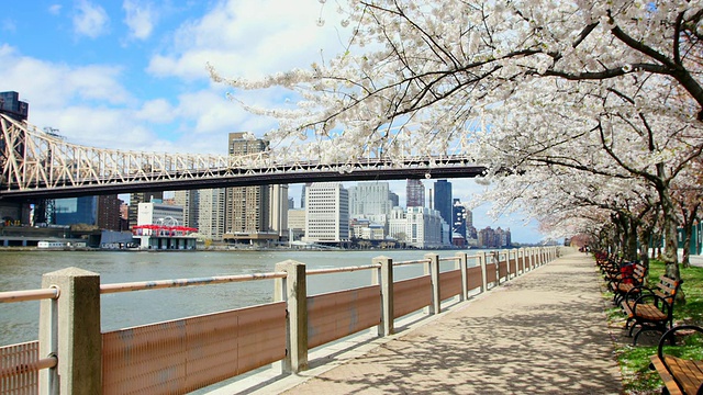 TD相机拍摄了一排樱花树、皇后大桥和曼哈顿摩天大楼，位于罗斯福岛东河边。视频素材