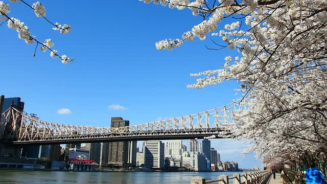 TU的相机捕捉到了一排排的樱花树、曼哈顿的摩天大楼以及罗斯福岛东河边的皇后大桥。视频素材