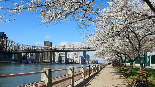镜头捕捉到了一排排的樱花树、曼哈顿的摩天大楼和罗斯福岛东河边的皇后大桥。视频素材