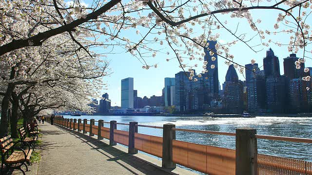 全景相机捕捉到了一排排的樱花树、曼哈顿的摩天大楼以及罗斯福岛东河边的皇后大桥。阳光照亮了樱花和河流。人们从一排樱花树下走过。视频素材