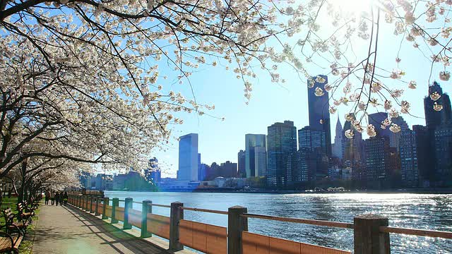 TU的相机在罗斯福岛东河边的人行道上拍摄到了一排樱花树和曼哈顿的摩天大楼。阳光照亮了樱花和河流。一位妇女在一排樱花树下奔跑。视频素材