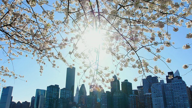 在罗斯福岛，相机捕捉到在阳光照耀下摇曳的樱花。从后面可以看到曼哈顿的摩天大楼。视频素材