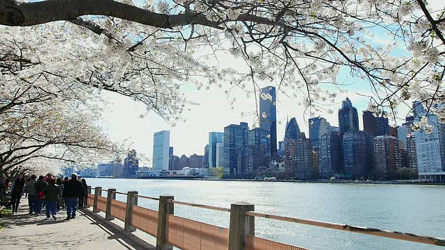 TU的相机在罗斯福岛东河边的人行道上拍摄樱花和曼哈顿的摩天大楼。视频素材