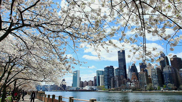 在罗斯福岛东河边的曼哈顿住宅区，PAN相机捕捉到了一排樱花、树木和云朵。在右手边可以看到皇后大桥。人们在樱花下散步。视频素材