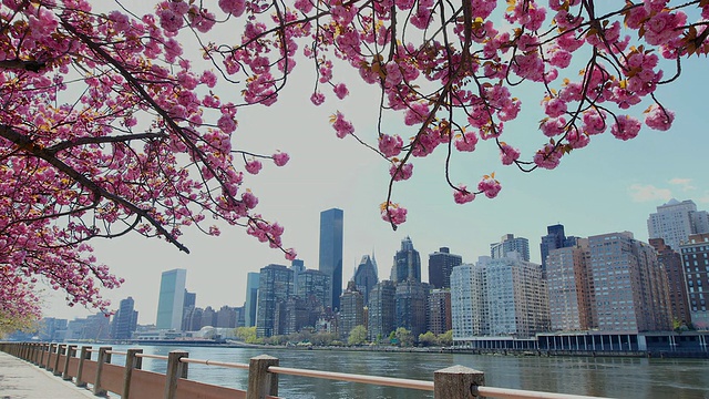 TU的相机在罗斯福岛东河边的人行道上拍摄到了一排樱花树和曼哈顿的摩天大楼。视频素材