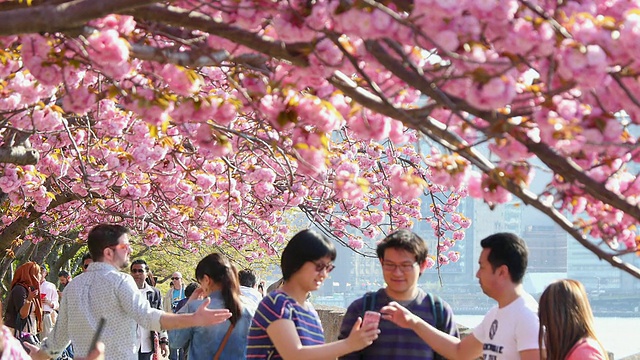 在东河罗斯福岛，人们走在被樱花环绕的长廊上。视频下载