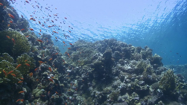 低宽珊瑚金鱼(Anthias squamipinnis)周围的珊瑚礁头部与相机移动视频下载