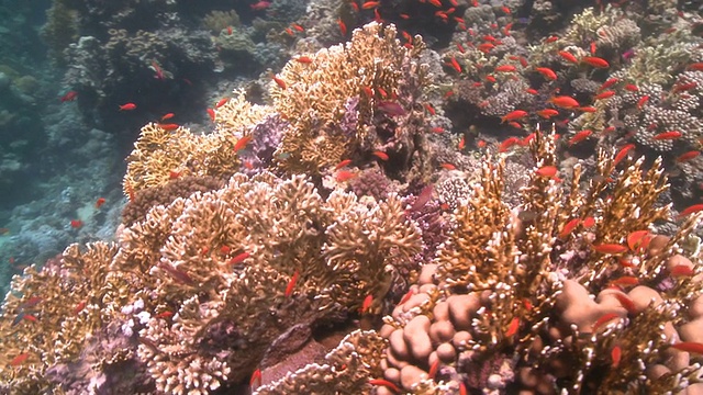 珊瑚金鱼(Anthias squamipinnis)向礁石头移动视频下载