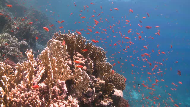 礁头周围的珊瑚金鱼视频下载
