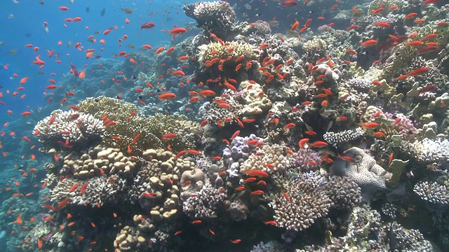 礁头周围的珊瑚金鱼视频下载