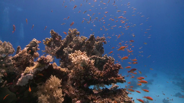 穿过珊瑚金鱼(Anthias squamipinnis)的珊瑚去寻找海底的潜水员视频下载