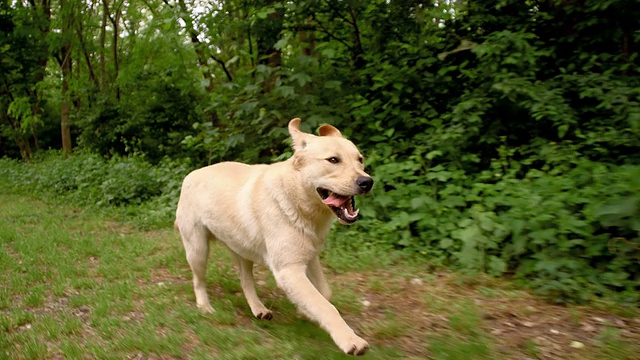 沿着森林奔跑的狗视频下载
