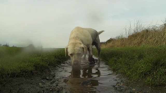 狗跑过泥泞的水坑视频下载