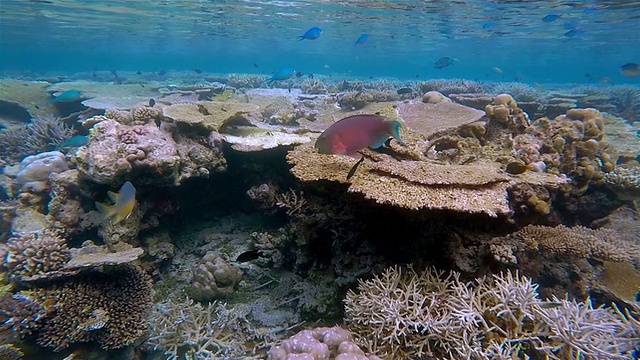 美丽的珊瑚礁在马尔代夫-南阿里环礁视频素材