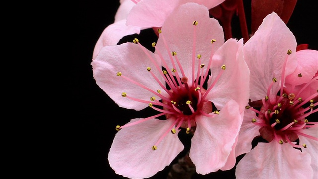 樱花盛开HD树视频素材