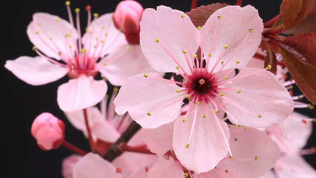 樱花盛开HD树视频素材