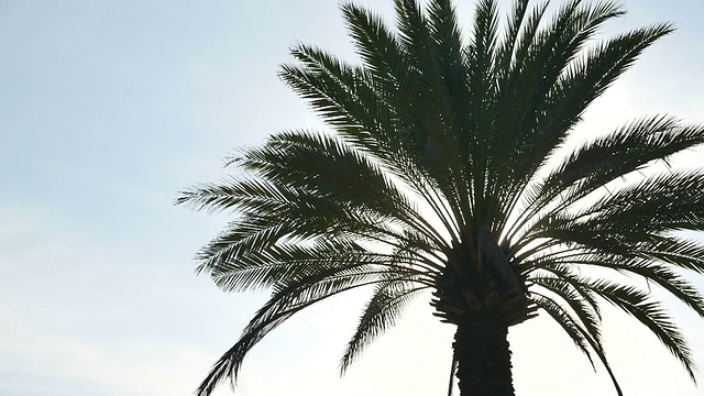 HD棕榈树太阳耀斑视频素材