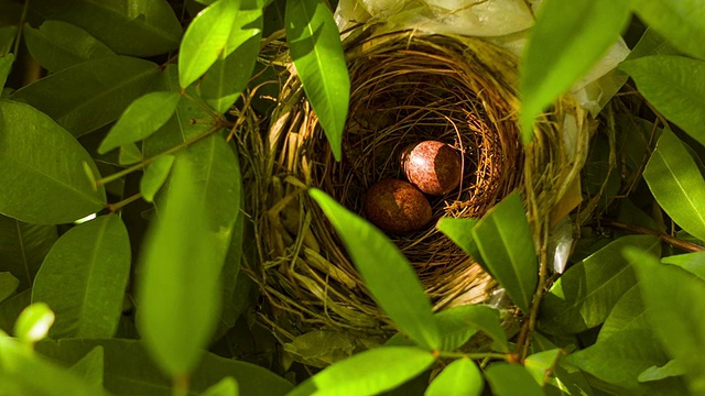鸟(棕色的Prinia)在巢里蛋视频素材