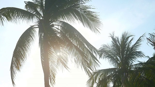 HD -带有太阳耀斑的棕榈树视频素材