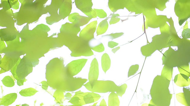 绿色的树叶视频素材