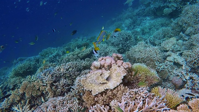 印度洋上的珊瑚礁-马尔代夫视频素材