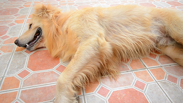 金毛猎犬躺在地板上视频素材