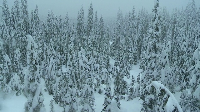 航拍的雾冬天的森林视频素材