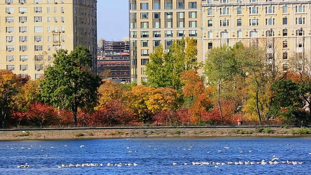 美国纽约，秋天的彩色树木和中央公园西部水库的居民视频素材